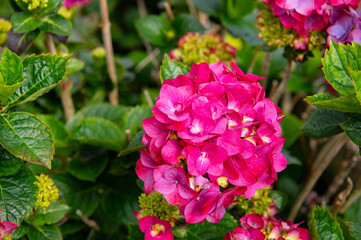 Pink Hortensia flowers on Azores islands. Selective focus of Hydrangea in the garden. Bushes of purple pink ornamental flower with green leaves. Natural floral background.