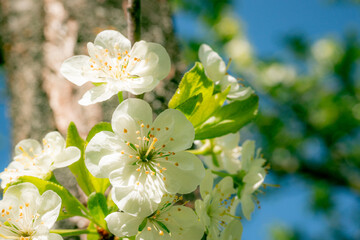 Apple blossoms are white in spring.