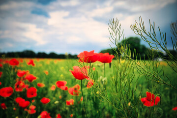 Naklejka premium Mohn - Ecology - Beautiful summer day. Red poppy field. - Flowers Red poppies blossom on wild field. - Sunrise - Sunset - High quality photo