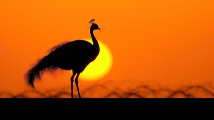 Silhouette of a peacock at sunset or sunrise at golden hour