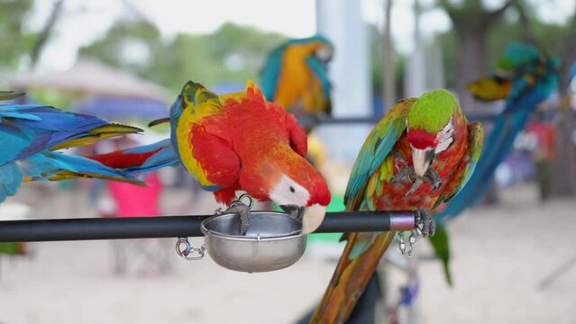 Scarlat macaw ,buffon macaw parrot bird standing relax on the log.