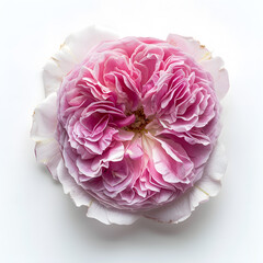 Pink Damascus rose flower top view isolated on white background