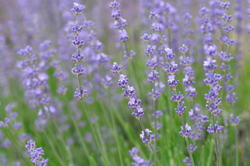 Obraz premium Broadleaved lavender flowers
