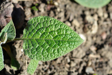 Tuberous comfrey leaf