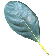 leaf isolated on white background