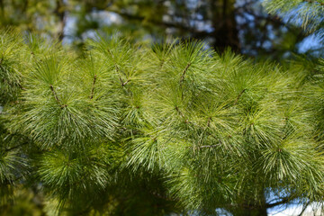 Eastern white pine branch