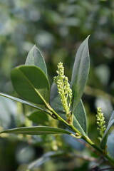 Laurel cherry branch with flower buds