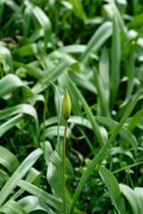 Fototapeta premium Wild Tulip flower bud