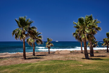 Fototapeta premium palm trees on the Mediterranean coast and motor yacht on the island of Cyprus