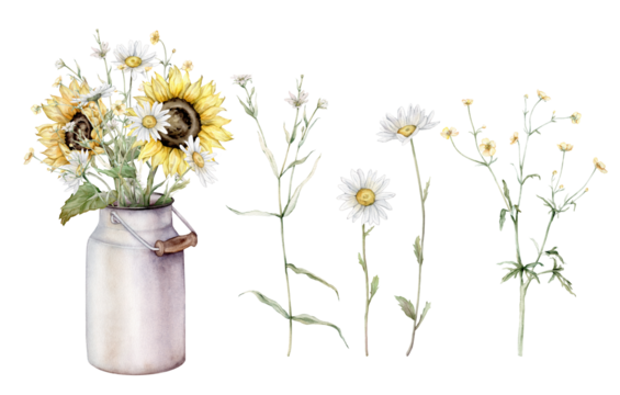 Watercolor set of bouquet of daisy and sunflower flowers in metal can. Flora botanical plants. Hand drawing illustration on isolated background. Composition from summer meadow flowers.