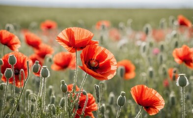 Fototapeta premium Red poppies bloom in a field of green grass