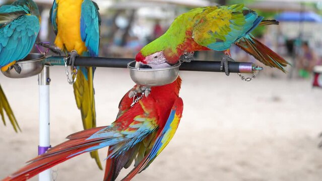 Scarlat macaw,buffon macaw parrot bird playing 
