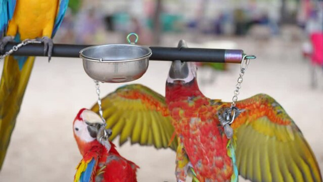 Scarlat macaw,buffon macaw parrot bird playing 
