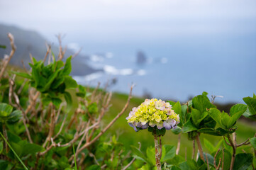 Blue Hortensia flowers on Flores island, Azores, Portugal with Atlantic ocean on the background. Selective focus of Hydrangea. Bushes of ornamental flower with green leaves. Natural floral background.