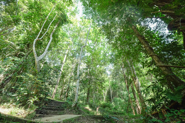 the under view of atmosphere of the forest with dramatic tone