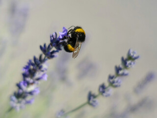 Bumble bee (Bombus terrestris) on  lavender flower