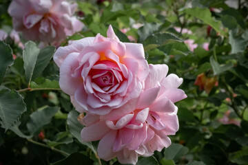 Pink rose flowers blooming in a botanical garden