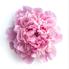 Pink peony flower Top view isolated on white background