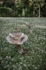 Fototapeta premium Spontaneous mashroom in a meadow of a botanical garden
