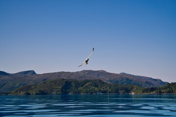 Norwegian fjord landscape. Seagull flies in the sky. Mountains with rugged vegetation