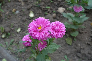Bright pink flowers of China aster in mid September