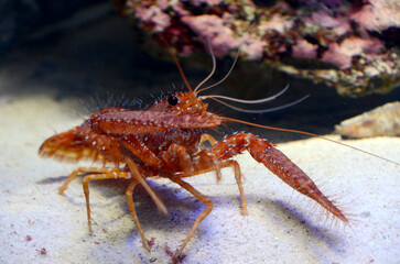 ショウグンエビ