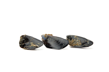 Fresh mussel with a shiny black shell isolated on a white background, depicted with fine detail and...