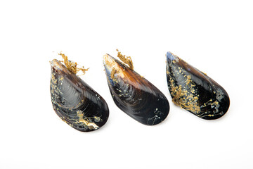 Fresh mussel with a shiny black shell isolated on a white background, depicted with fine detail and...