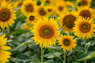 Sunflower, Field of sunflowers turning towards the sun, vibrant and lively 