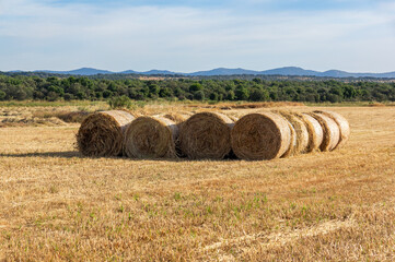 Field of Gold: Hay Bales for Livestock in a Rural Landscape.
