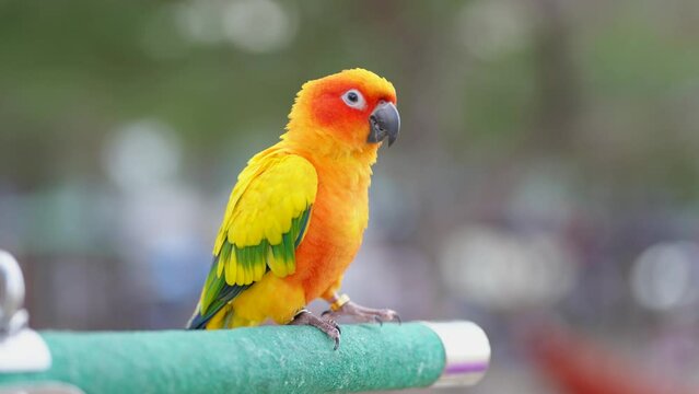 Small bird sun conures yellow green and orange color birds on brunch.