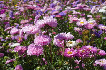 Obraz premium Dozens of pink, violet and white flowers of China asters in September