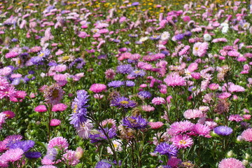 Fototapeta premium Innumerable pink, violet and white flowers of China asters in September