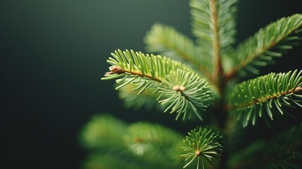 Fototapeta premium A close-up of a green fir tree branch with a beautiful blurred background suggesting a festive Christmas setting.