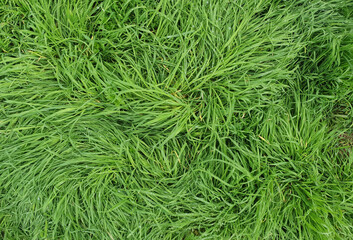 green meadow background top view