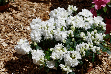 Blooming Azalea flowers closeup . Azaleas are flowering shrubs in the genus Rhododendron