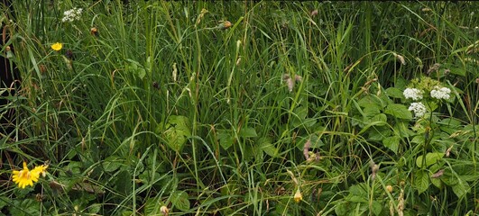 wet grass background