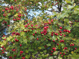 hawthorn berries plant scient. name Crataegus
