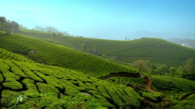 beautiful panoramic view of misty tea plantation in morning. Exotic  plantations in the hills of Munnar, Kerala, India.