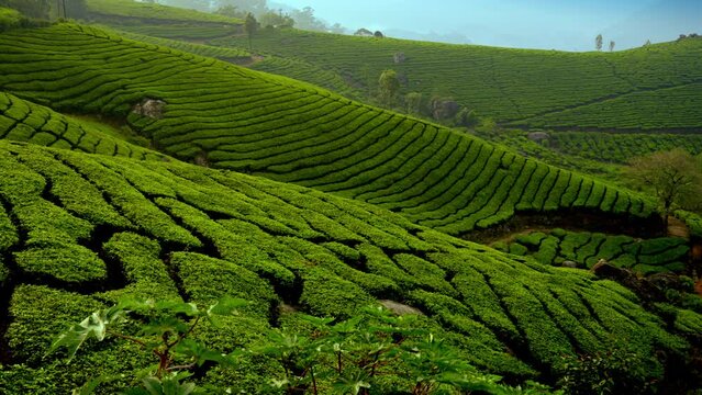 beautiful panoramic view of misty tea plantation in morning. Exotic  plantations in the hills of Munnar, Kerala, India.