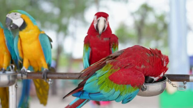 Green wing macaw , Blue and yellow macaw parrot bird standing relax on the log.