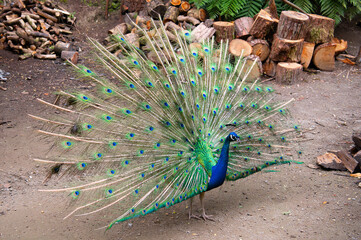Male peacock displaying beautiful blue and green plumage. Beautiful peacock with feathers on Azores island, Portugal.