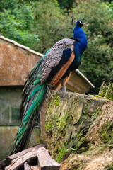 Indian peafowl (Pavo cristatus), the common peafowl. Peacock sitting on a tree. Colorful peacock bird. Beautiful peacock with feathers on Azores island, Portugal