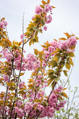 pink sakura blossoms in spring