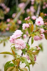 Obraz premium pink sakura blossoms in spring