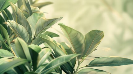 A calming arrangement of green tropical leaves with a soft gradient background, suitable for text or fabric design