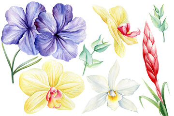 Set of tropical flowers and leaves on an isolated white background, watercolor painting illustration, exotic flower