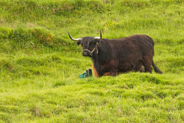 Gallowai, Schottische Hochlandrinder auf einer gr&uuml;nen Weide im Allg&auml;u