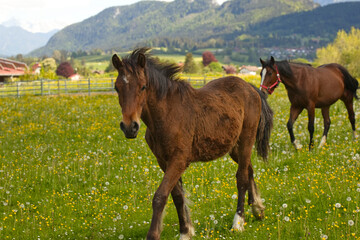 Junge Pferde auf einer blühenden Weide im Allgäu