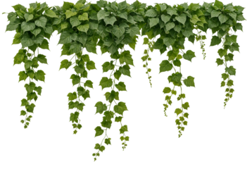 Green vine with green leaves on a transparent background.